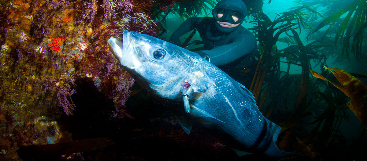 Freediver with a large fish beside a kelp-covered reef